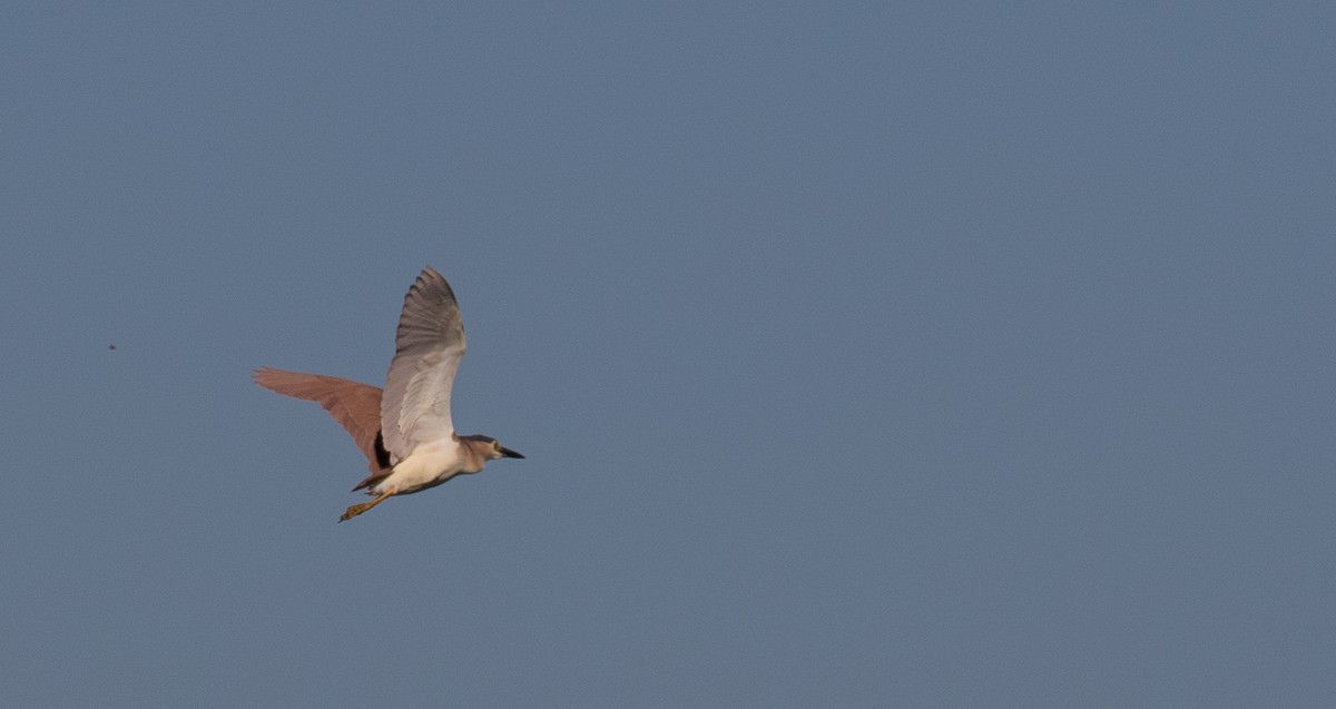 Nankeen Night Heron - ML85310291