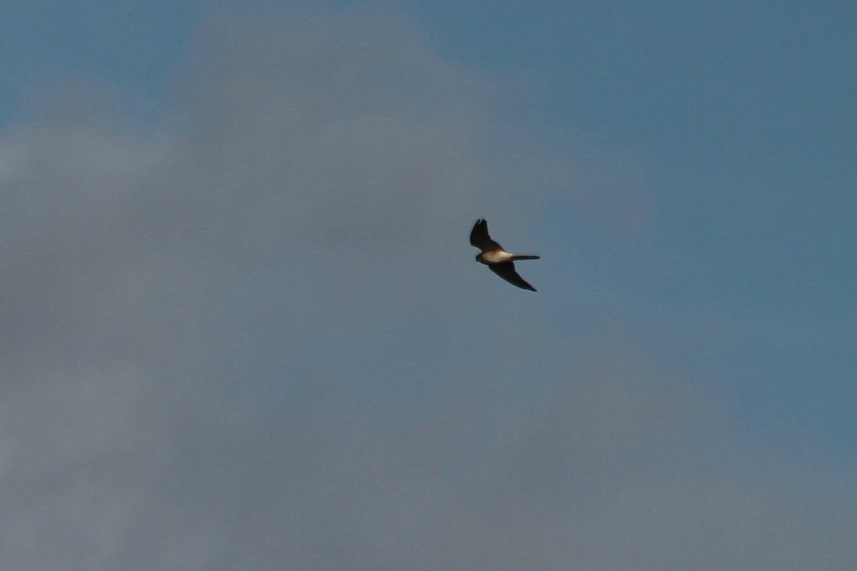 Nankeen Kestrel - ML85310401