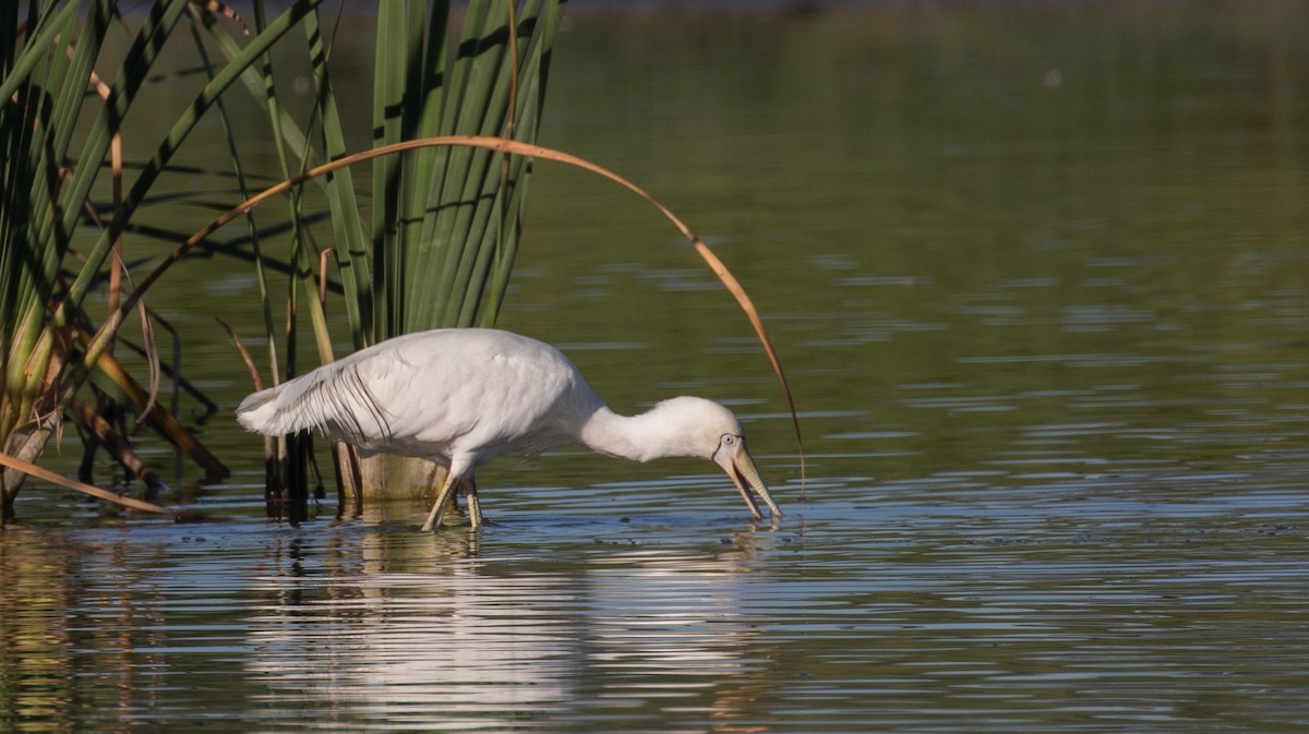 Yellow-billed Spoonbill - ML85310561