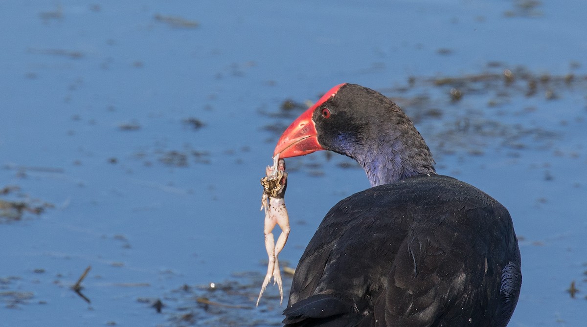 Australasian Swamphen - ML85310661