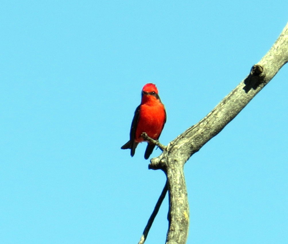 Vermilion Flycatcher - ML85310711