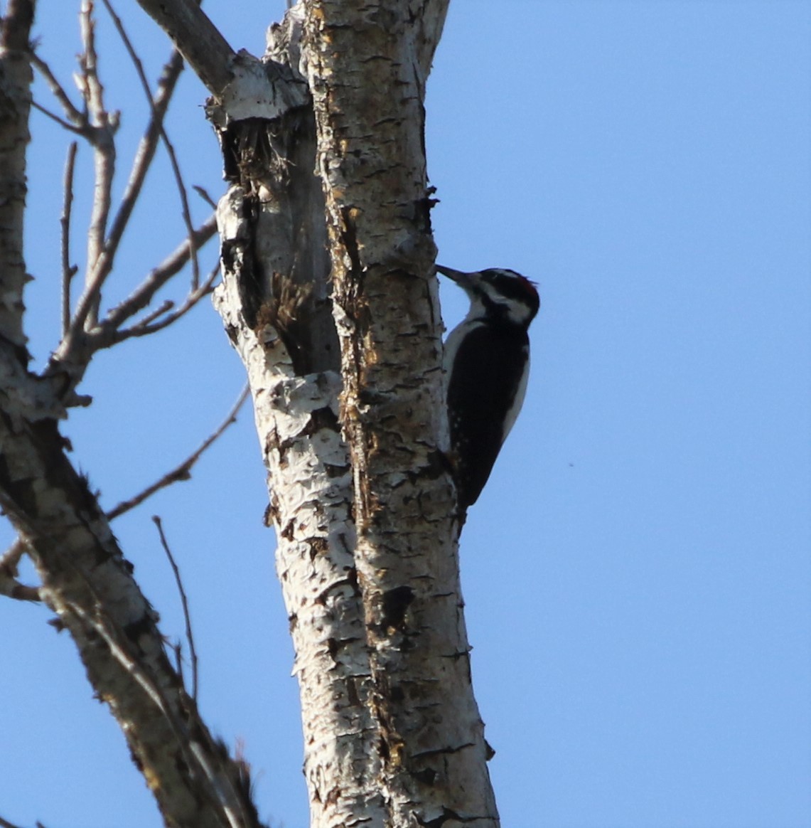 Hairy Woodpecker - ML85310921