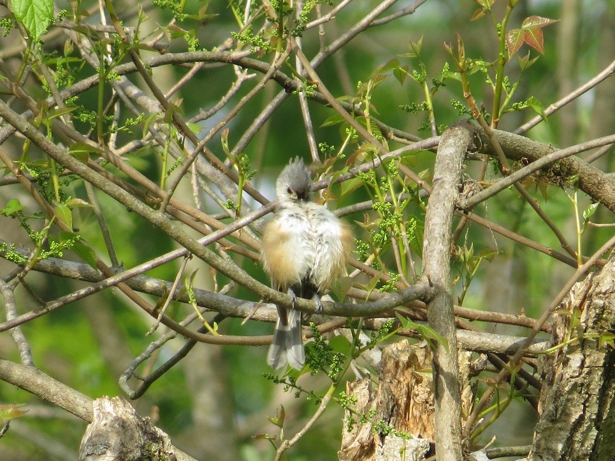 Tufted Titmouse - ML85310951