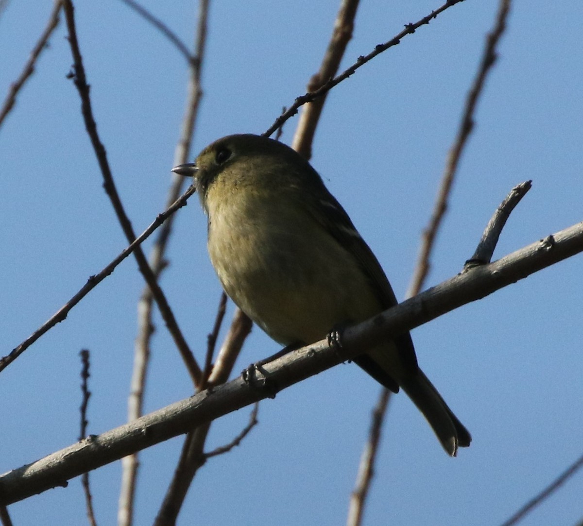 Hutton's Vireo - ML85311021