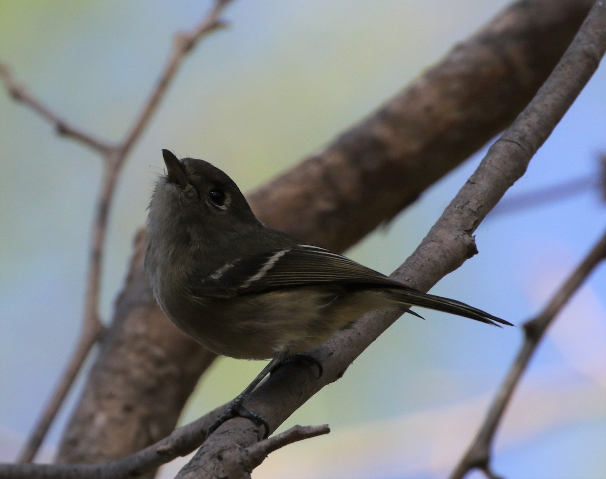 Hutton's Vireo - ML85311031