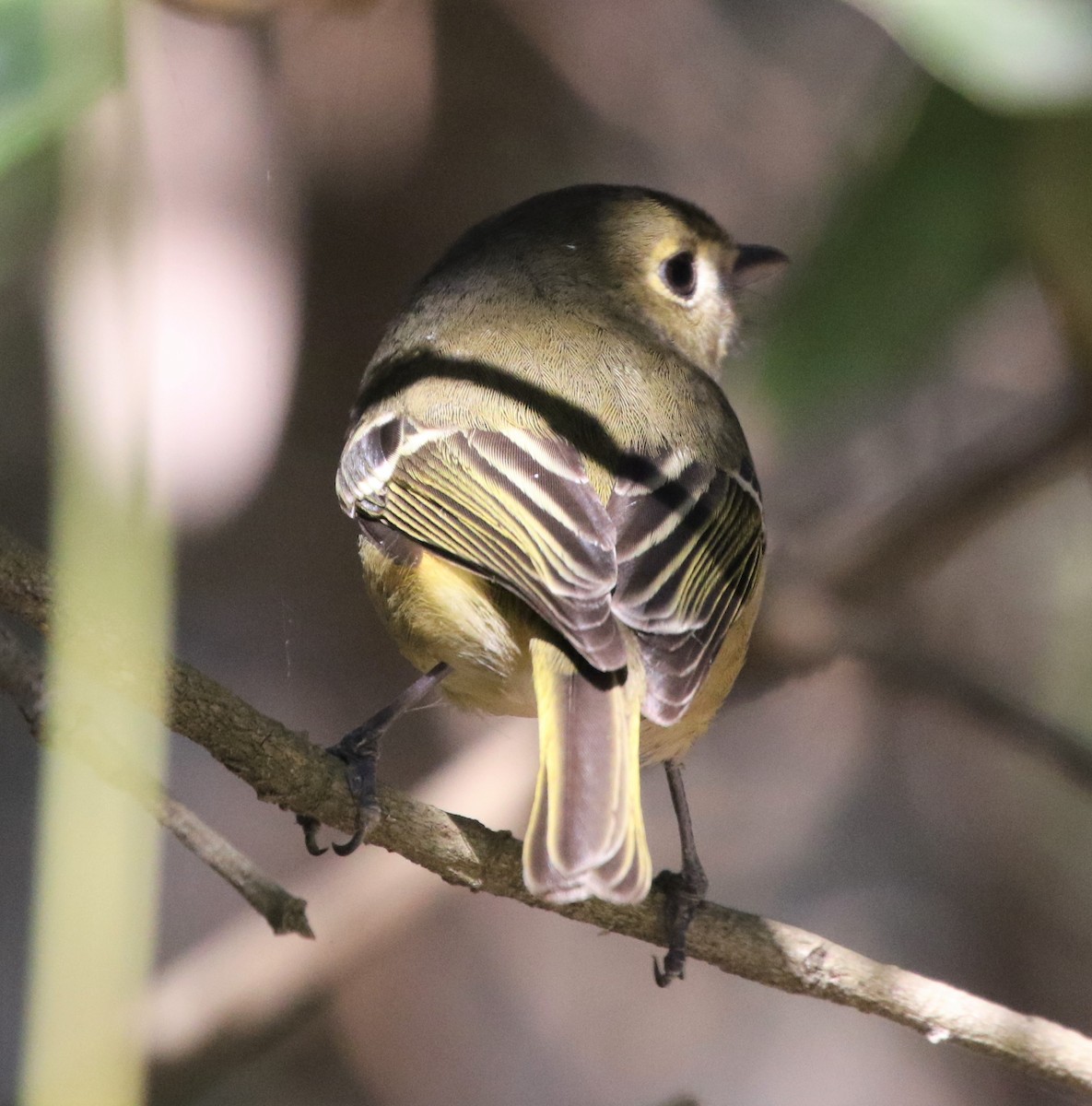 Vireo de Hutton - ML85311041