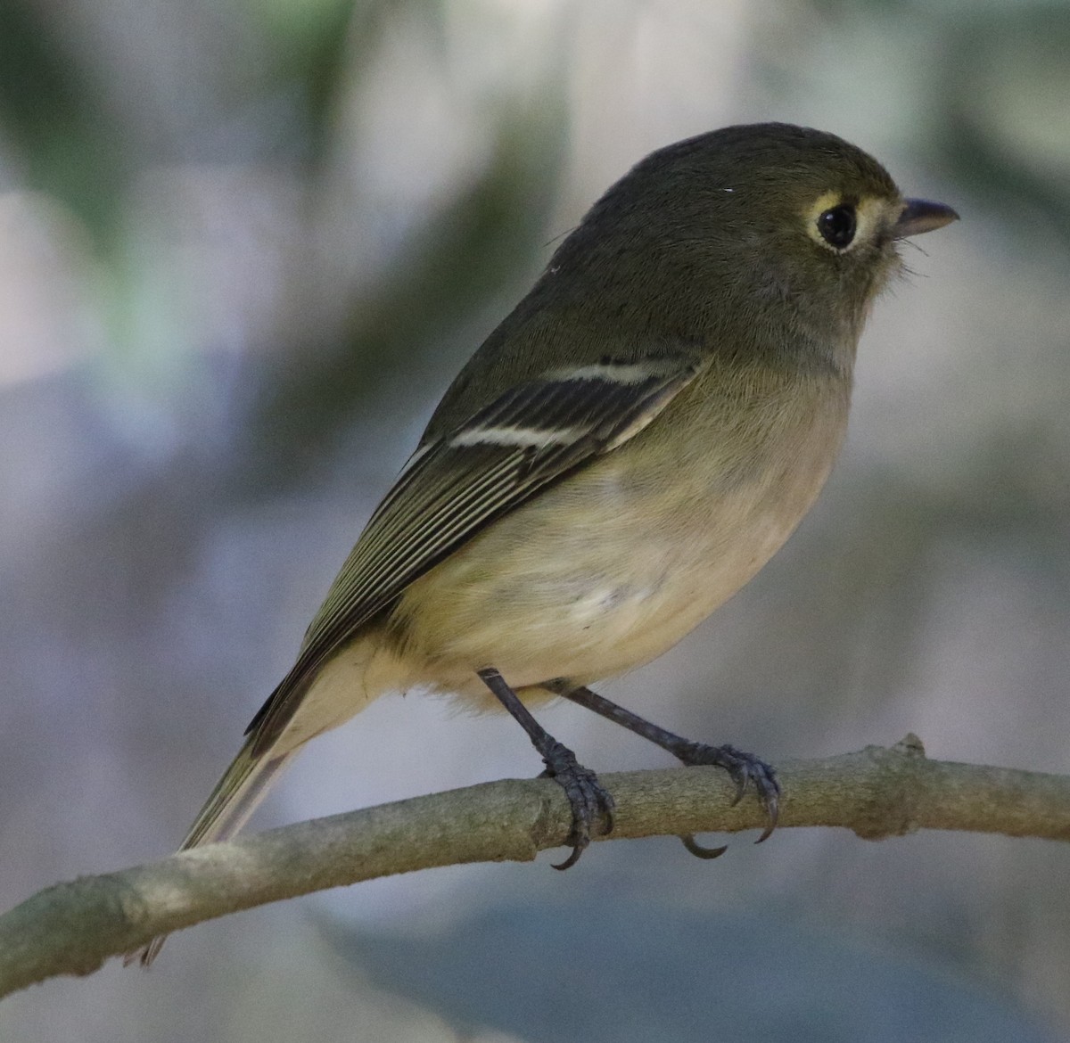 Hutton's Vireo - ML85311051