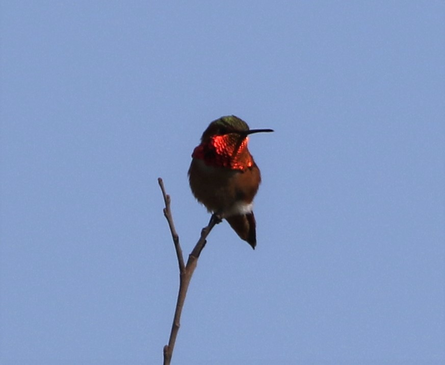 Allen's Hummingbird - ML85311251