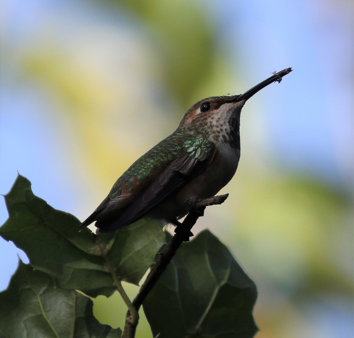 Allen's Hummingbird - ML85311271