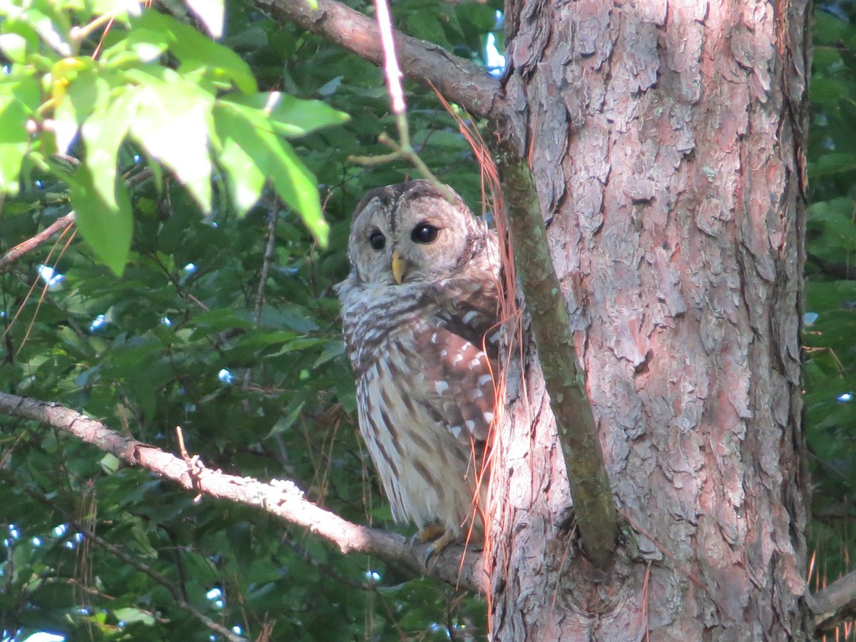Barred Owl - ML85312391