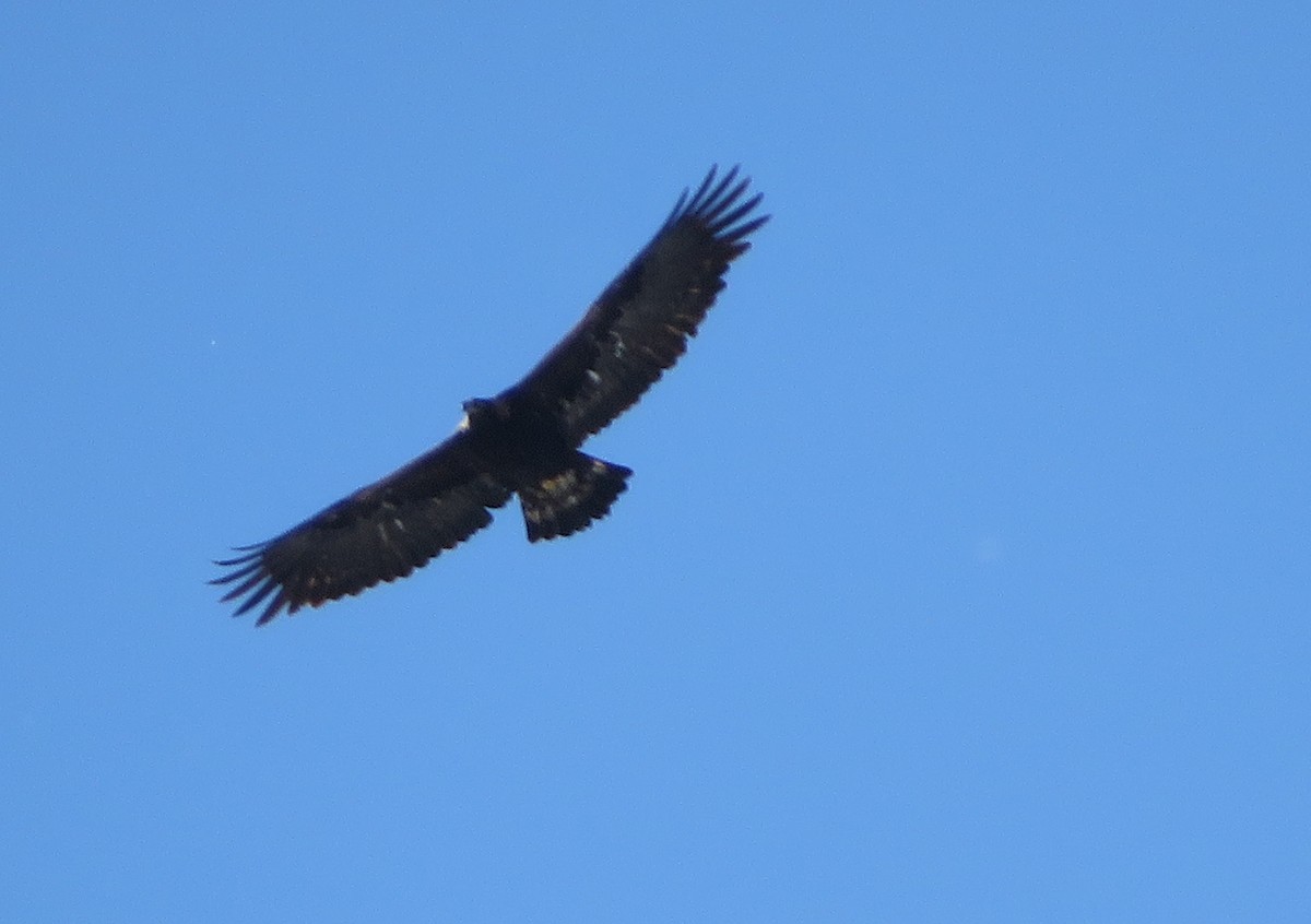 Golden Eagle - ML85312901