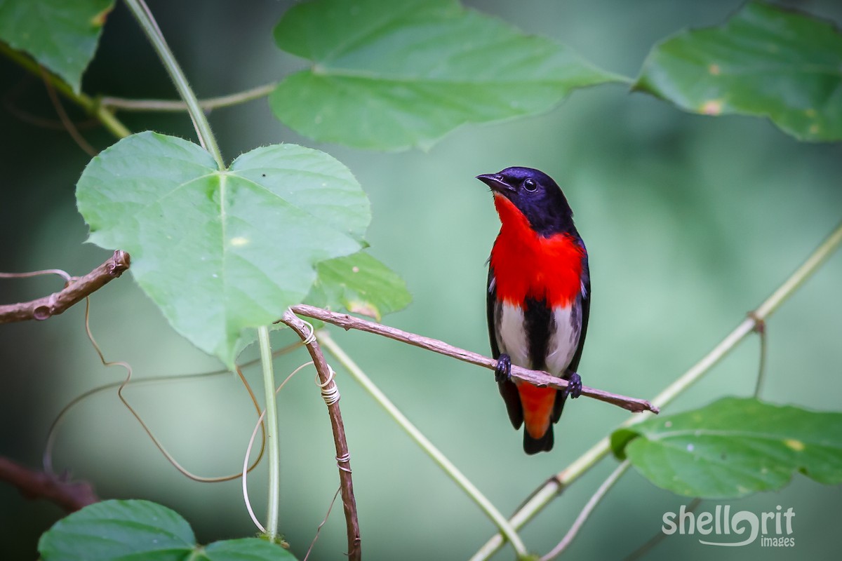 Mistletoebird - ML85312911