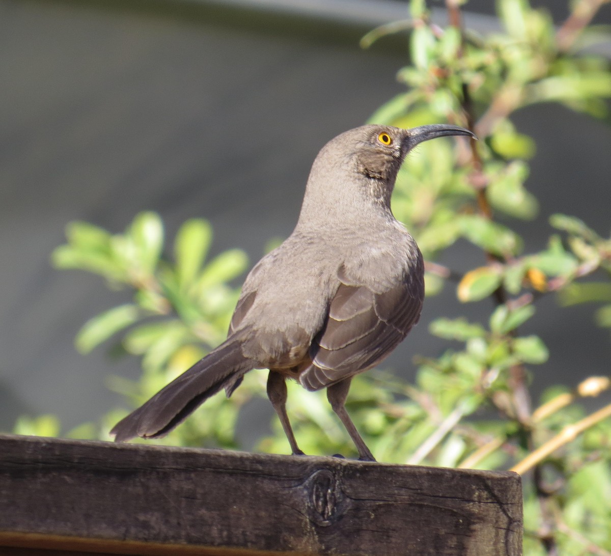 Curve-billed Thrasher - David New