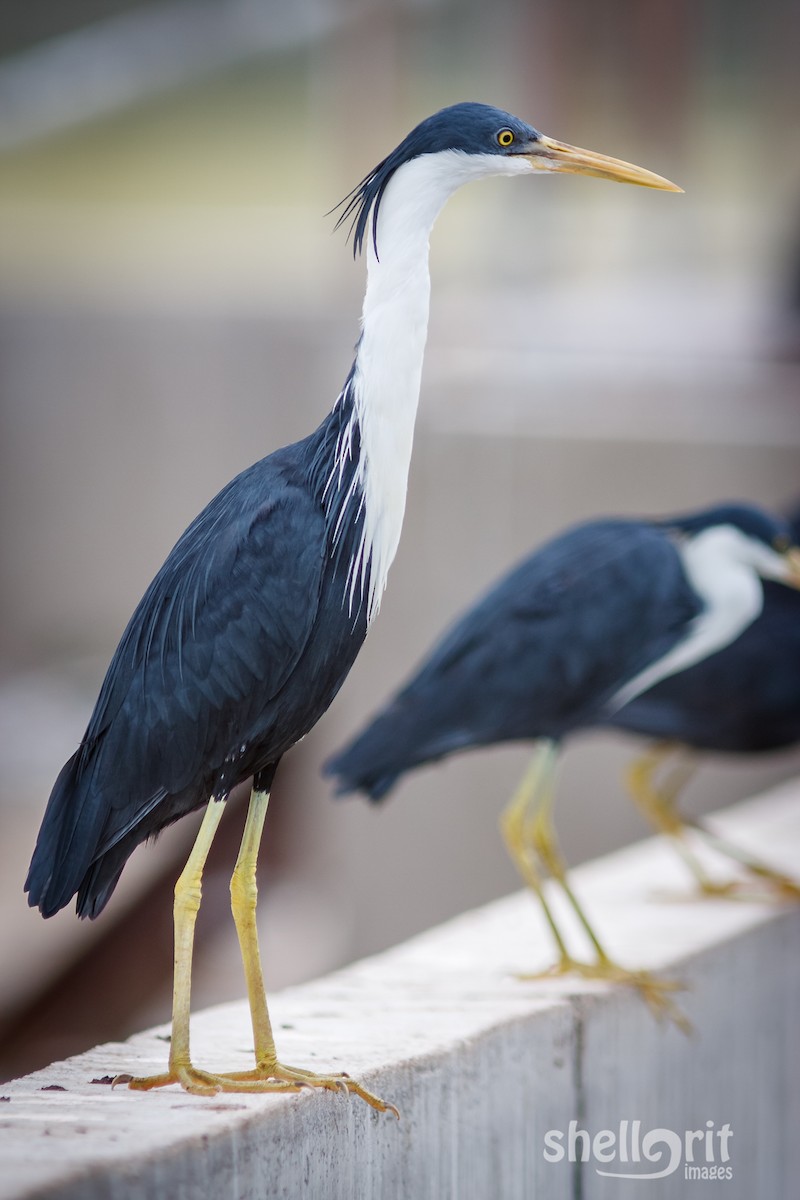 Pied Heron - ML85314091