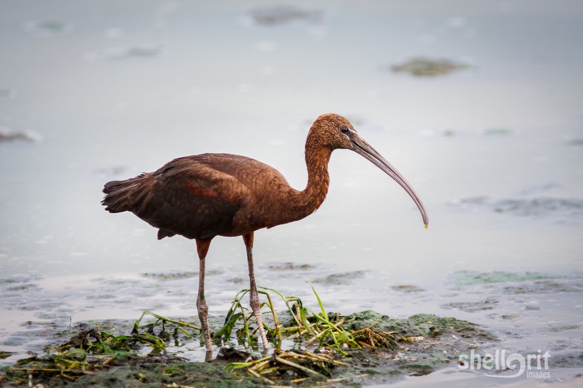 Glossy Ibis - ML85314101