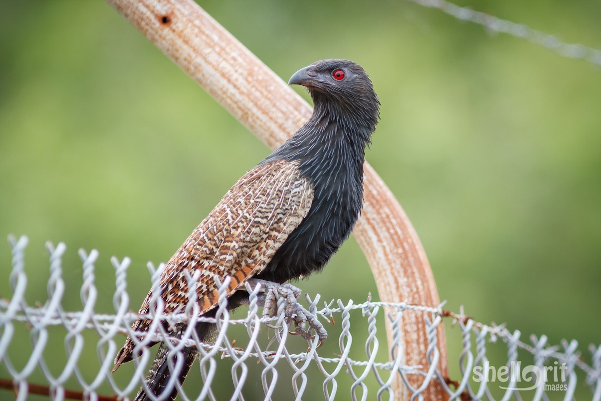 Pheasant Coucal - ML85314131