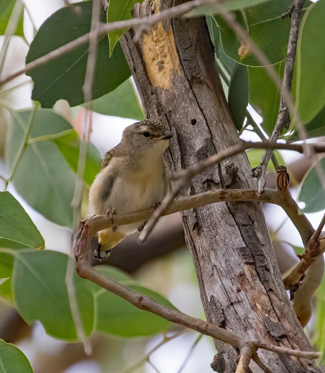 Fleckenpanthervogel - ML85315871