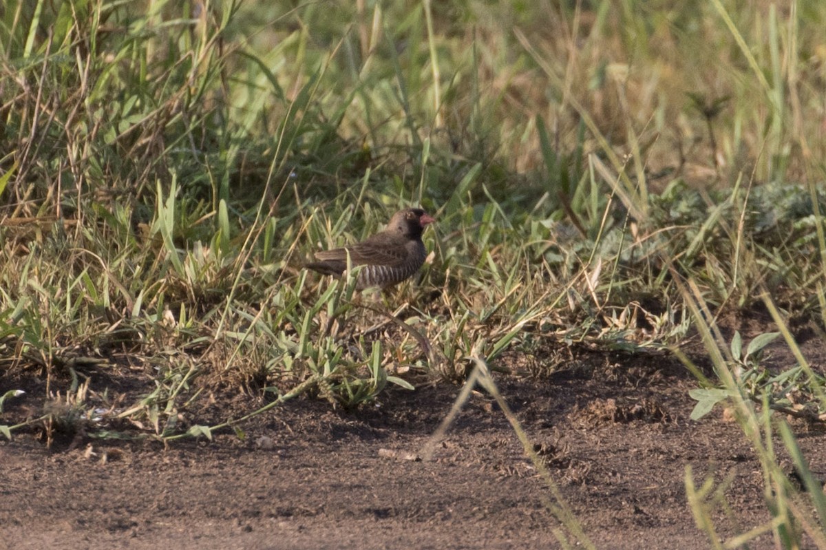 Quailfinch (Black-chinned) - Michael Todd