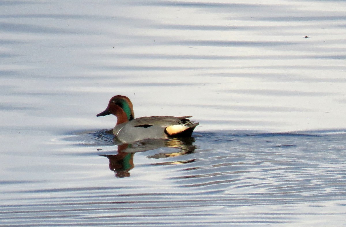 Green-winged Teal - Mark  Ludwick