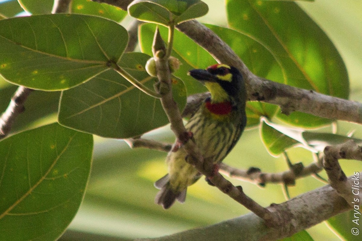 Coppersmith Barbet - Arya Vinod