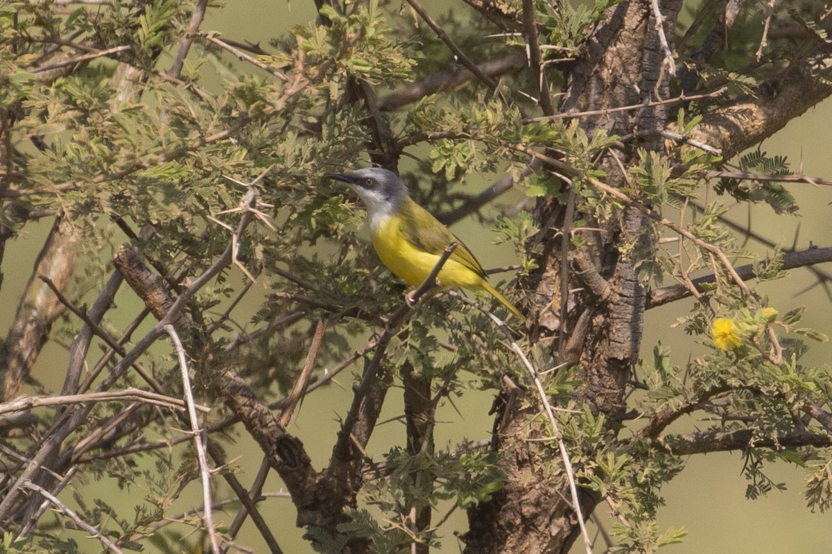 Green-backed Eremomela - Michael Todd