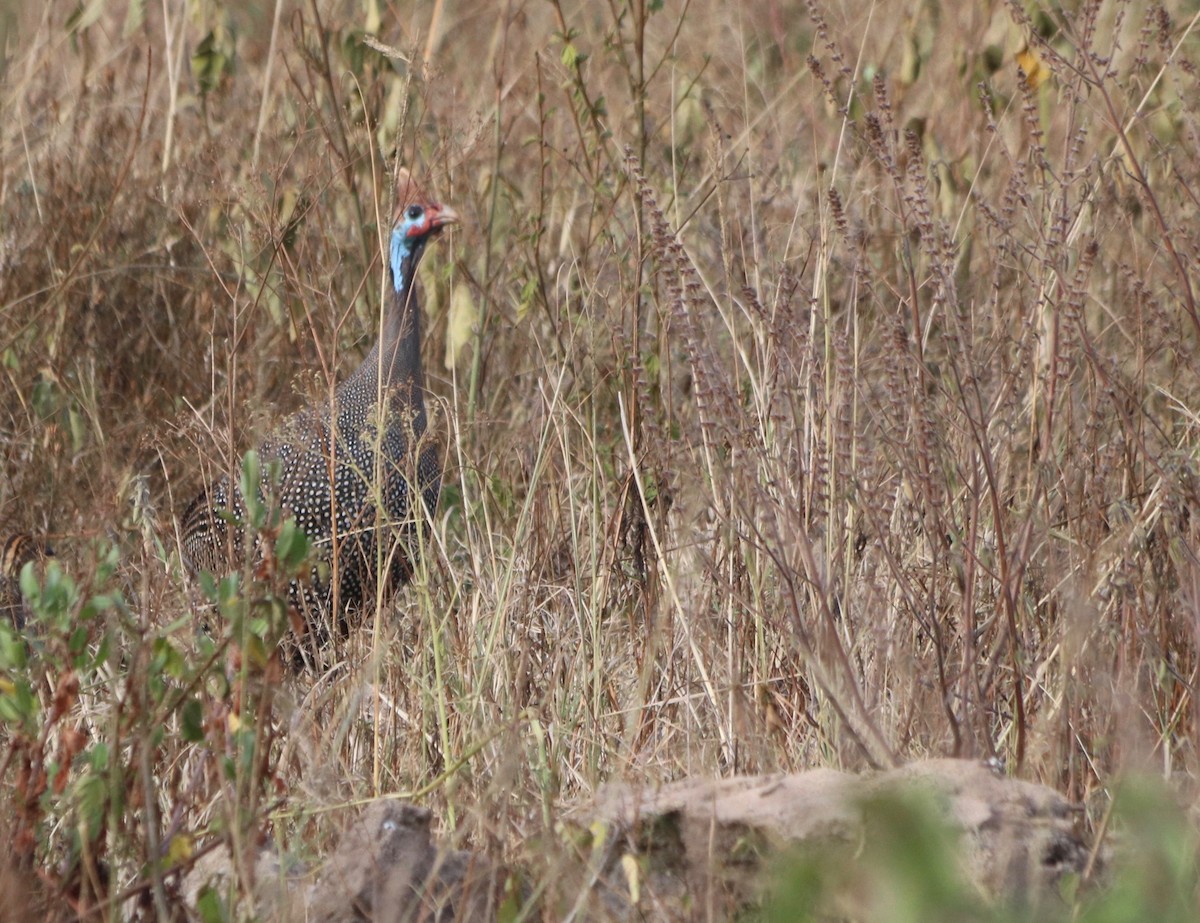 Helmeted Guineafowl - ML85319121