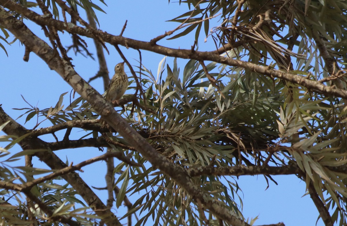 Tree Pipit - ML85319151