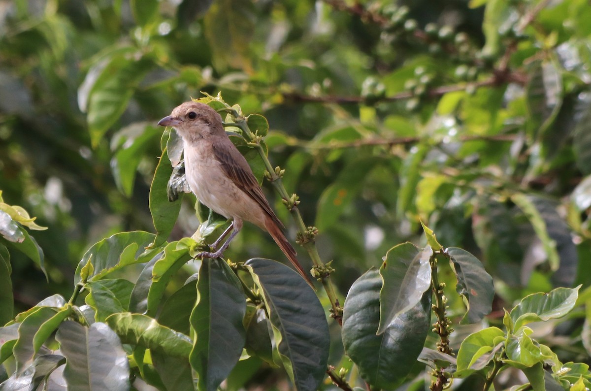 Red-tailed Shrike - ML85319171