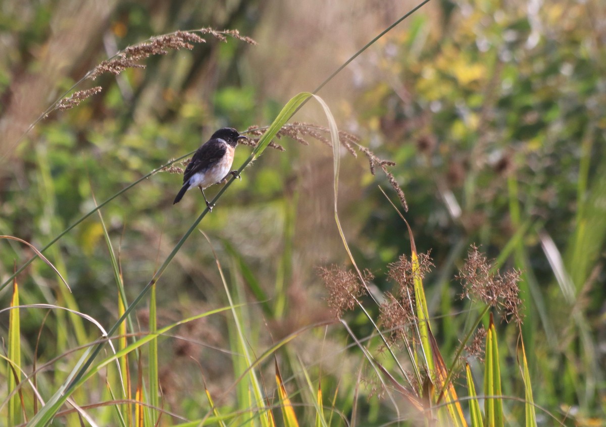 African Stonechat - ML85319221