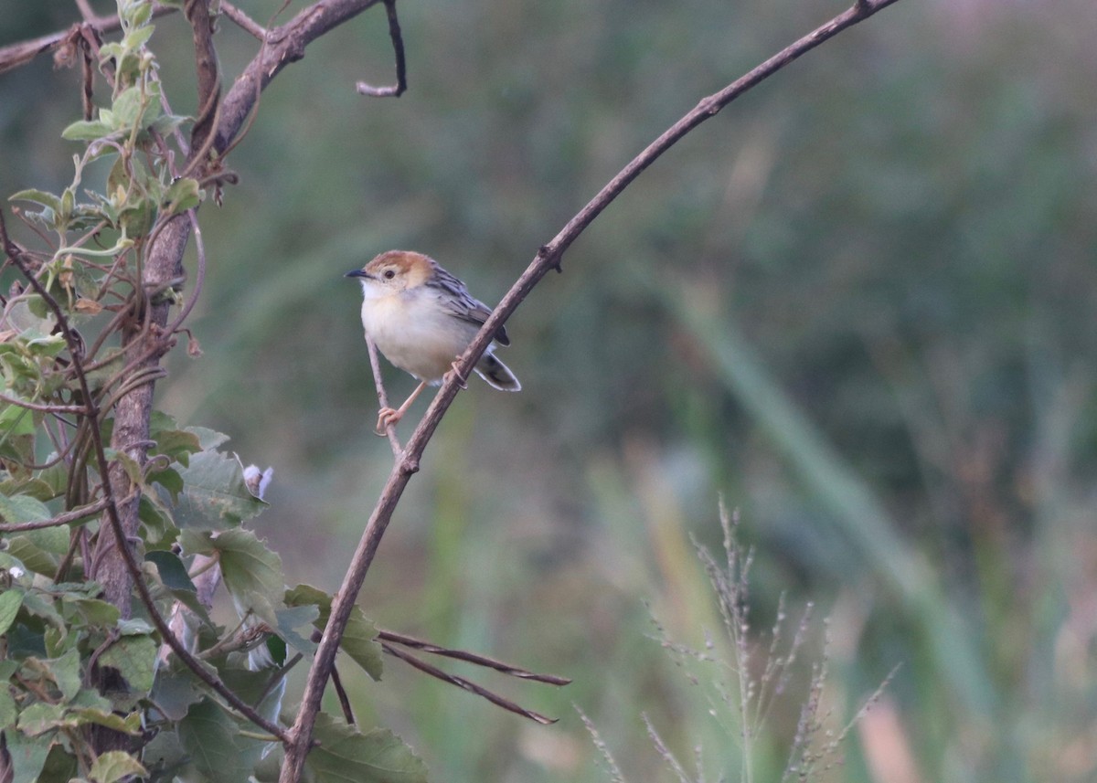 Winding Cisticola - ML85319281