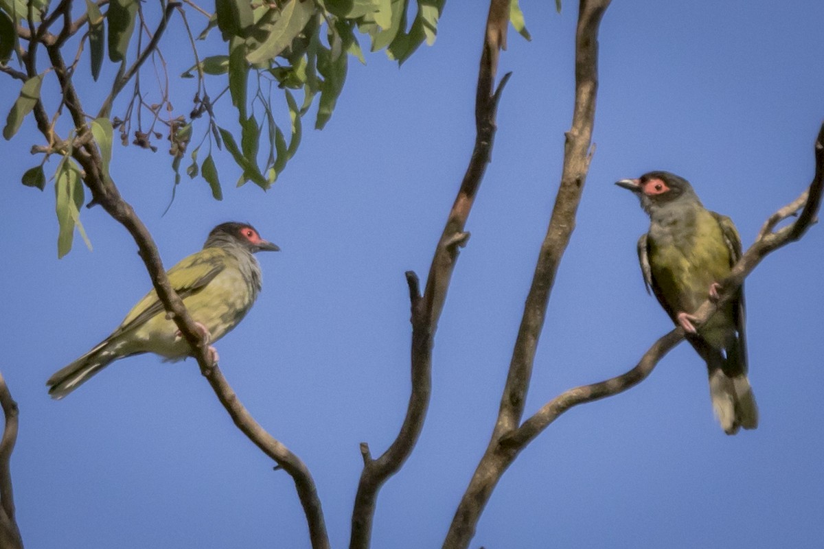 Australasian Figbird - ML85319371