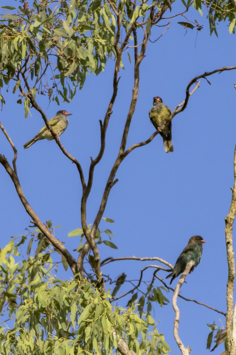 Australasian Figbird - ML85319391
