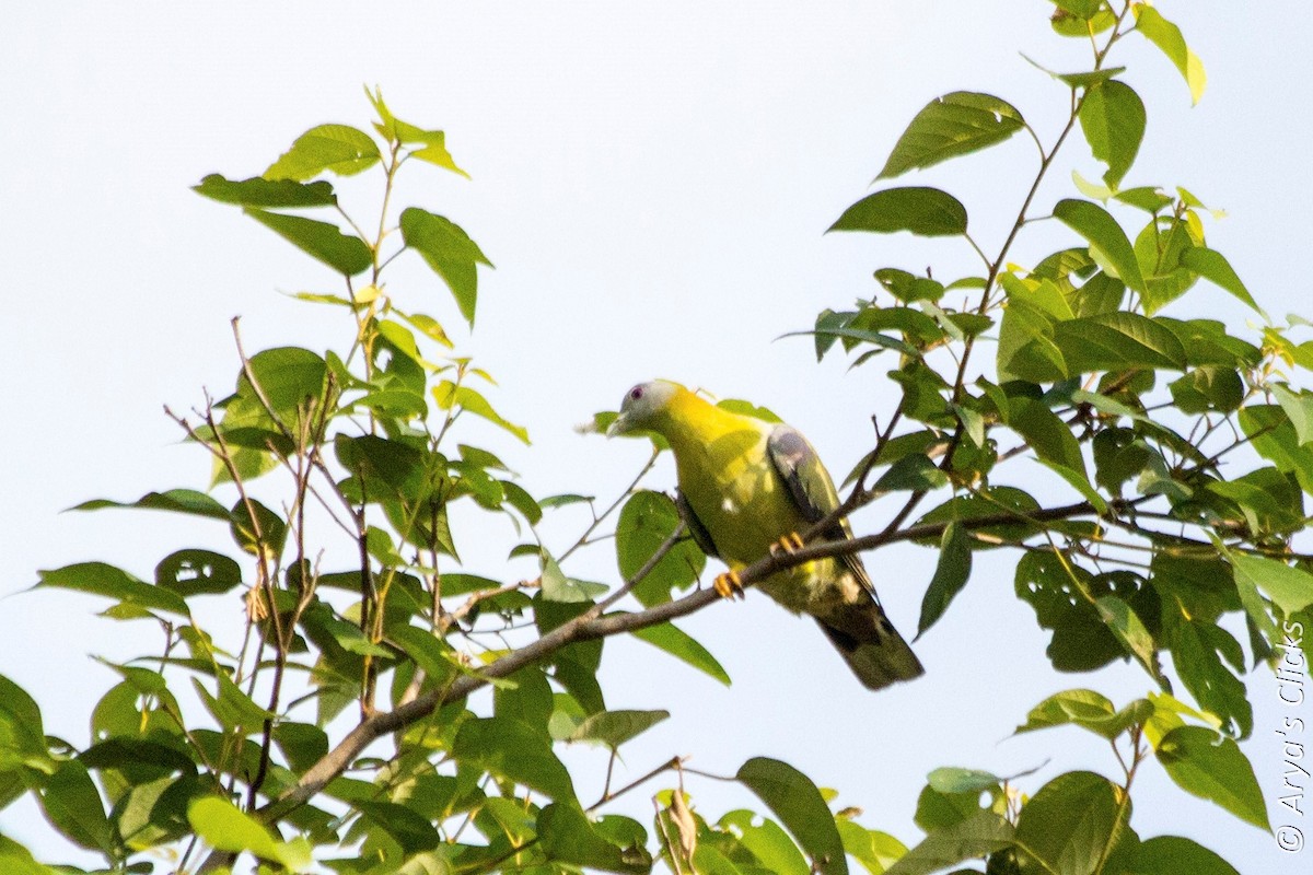 Yellow-footed Green-Pigeon - Arya Vinod