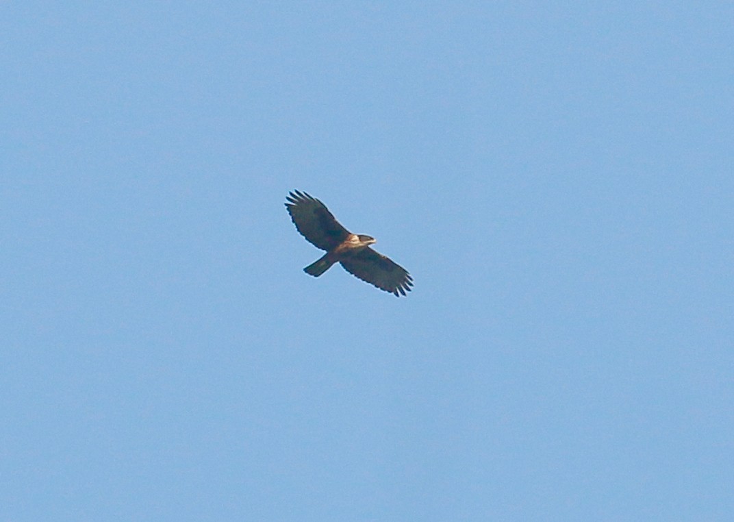 Rufous-bellied Eagle - ML85319881