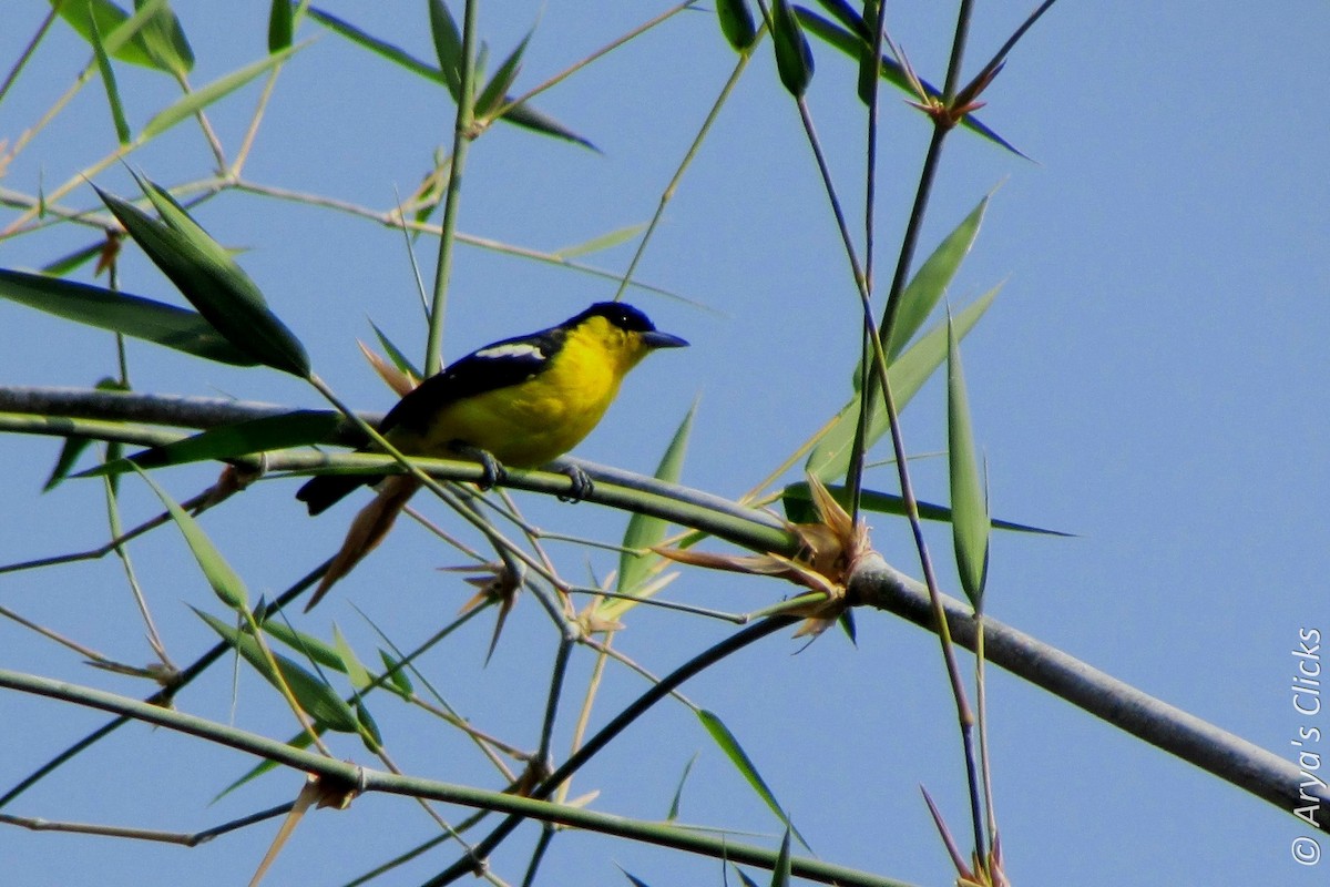 Common Iora - ML85321001