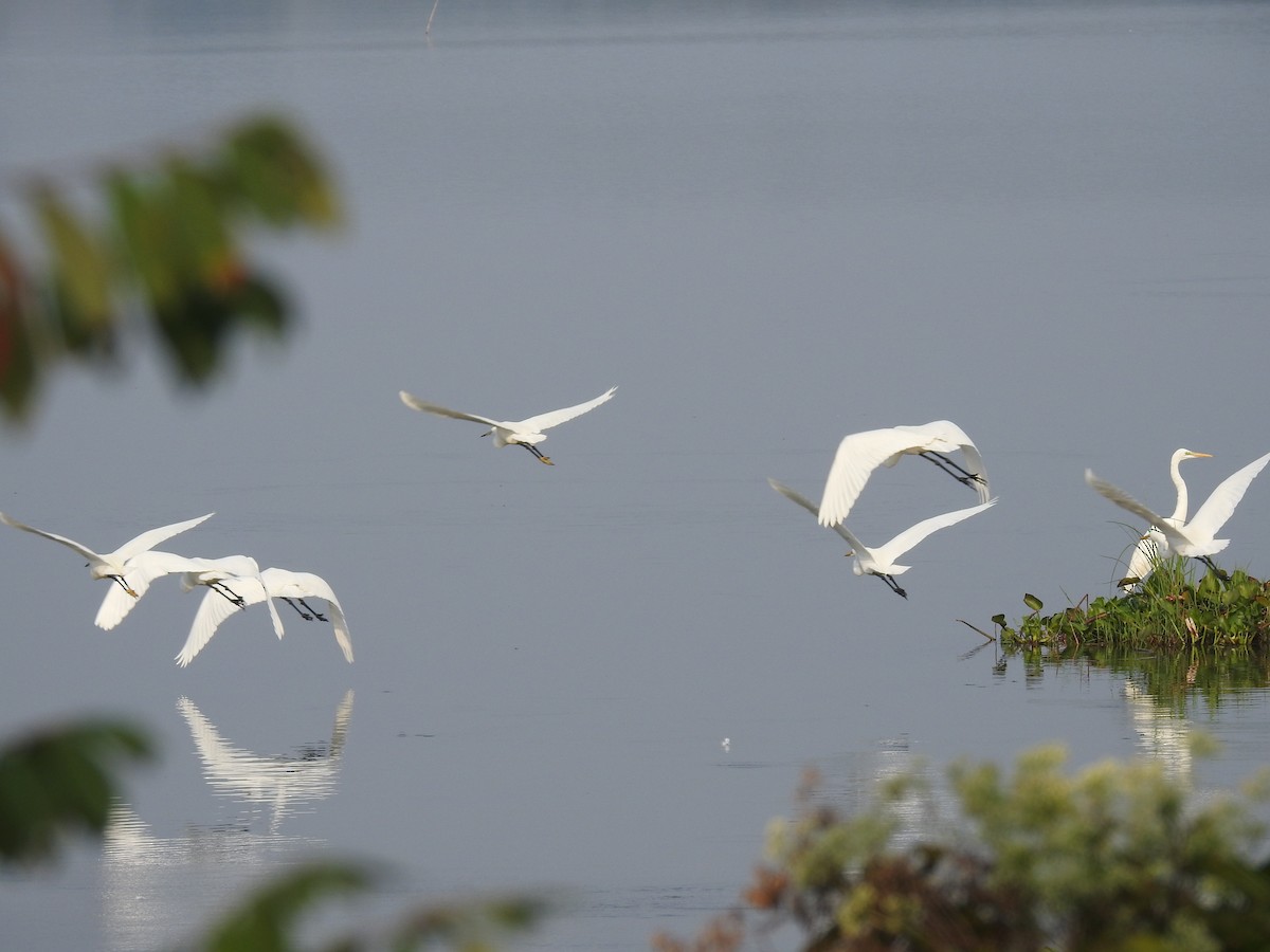 Great Egret - ML85321151