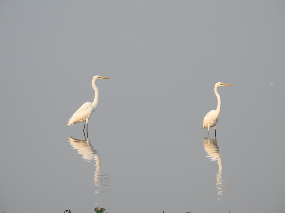 Great Egret - ML85321161