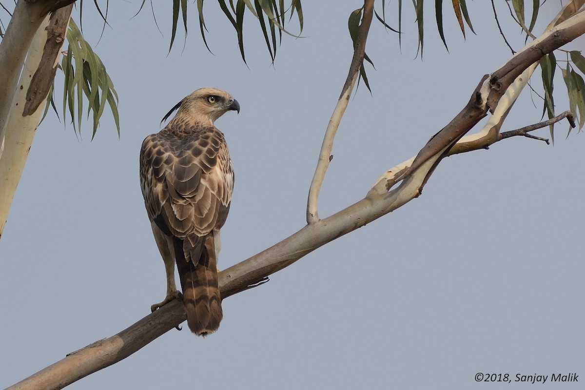 Changeable Hawk-Eagle (Crested) - Sanjay Malik