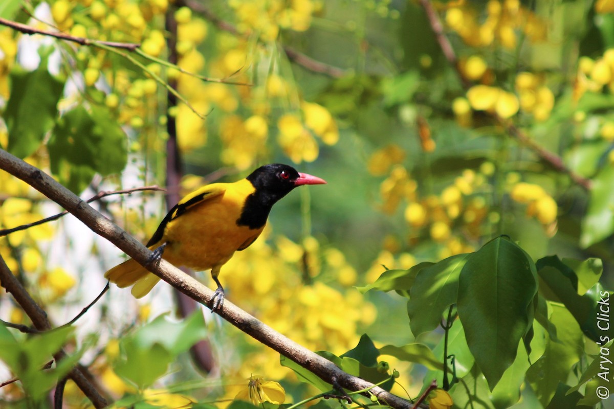 Black-hooded Oriole - Arya Vinod