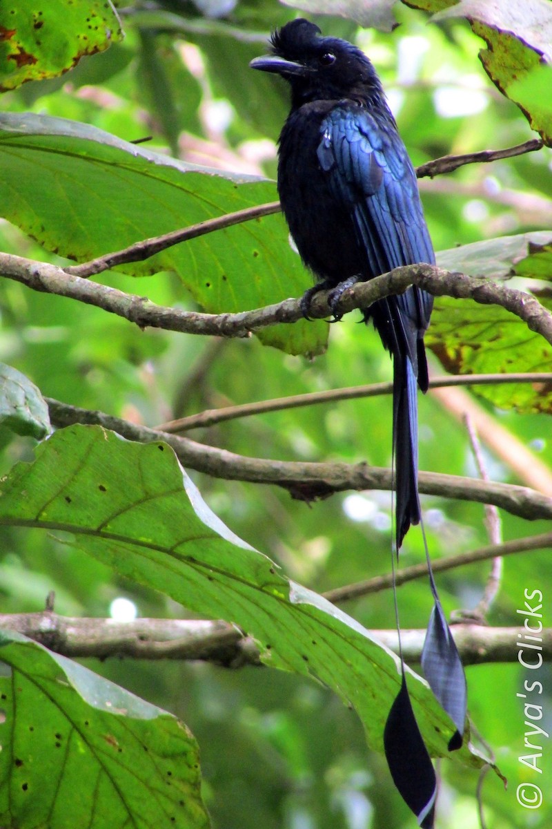 Greater Racket-tailed Drongo - Arya Vinod