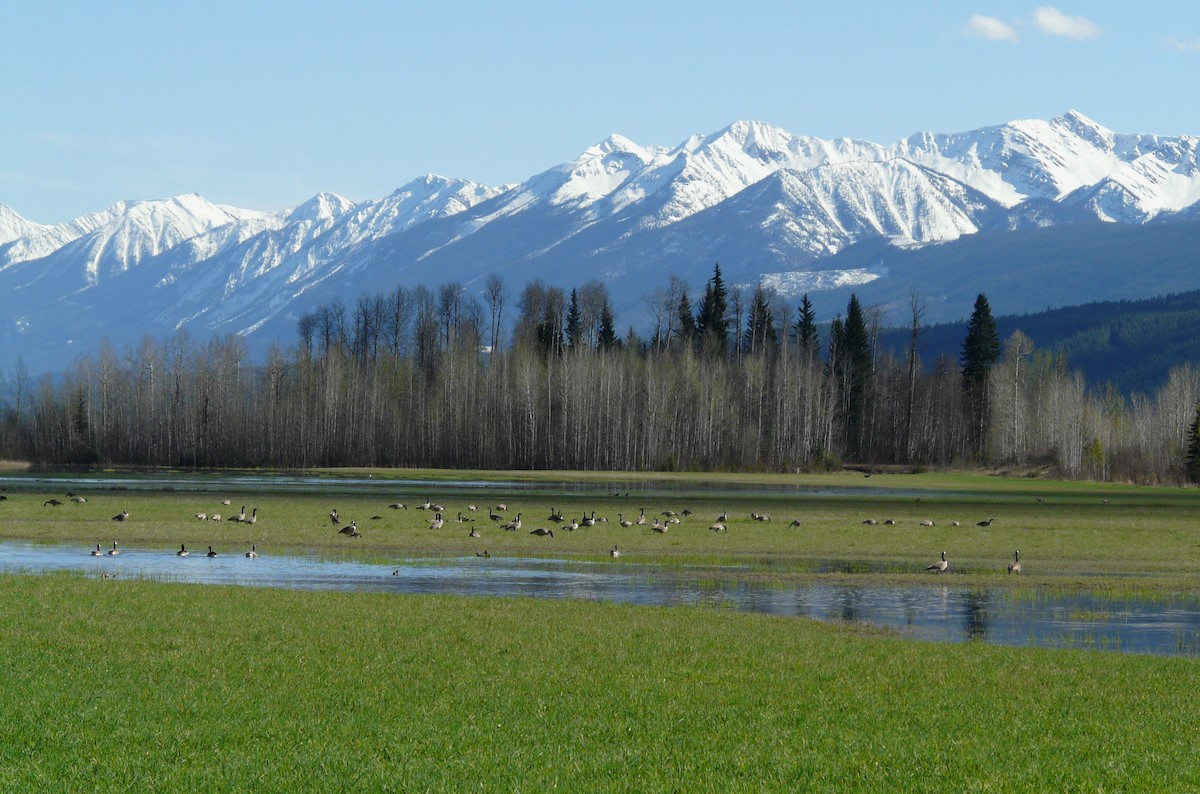 Canada Goose - ML85322361