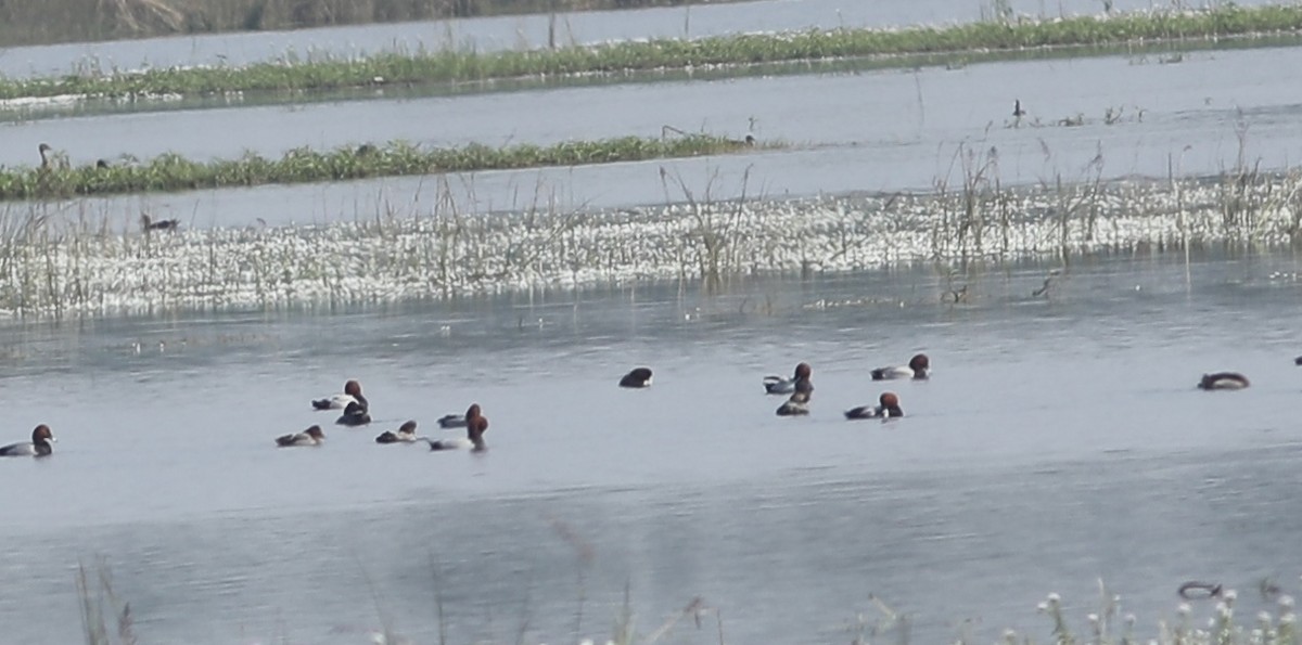 Common Pochard - ML85322521