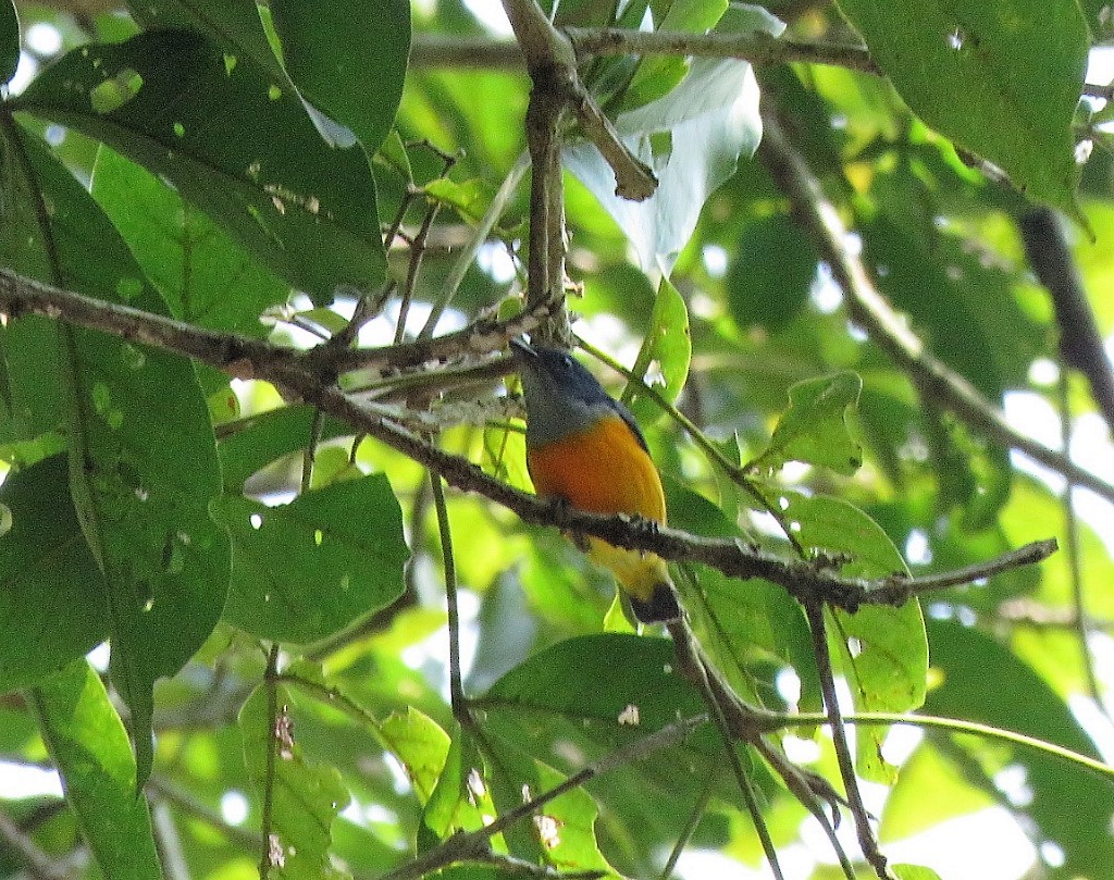 Orange-bellied Flowerpecker - ML85323681