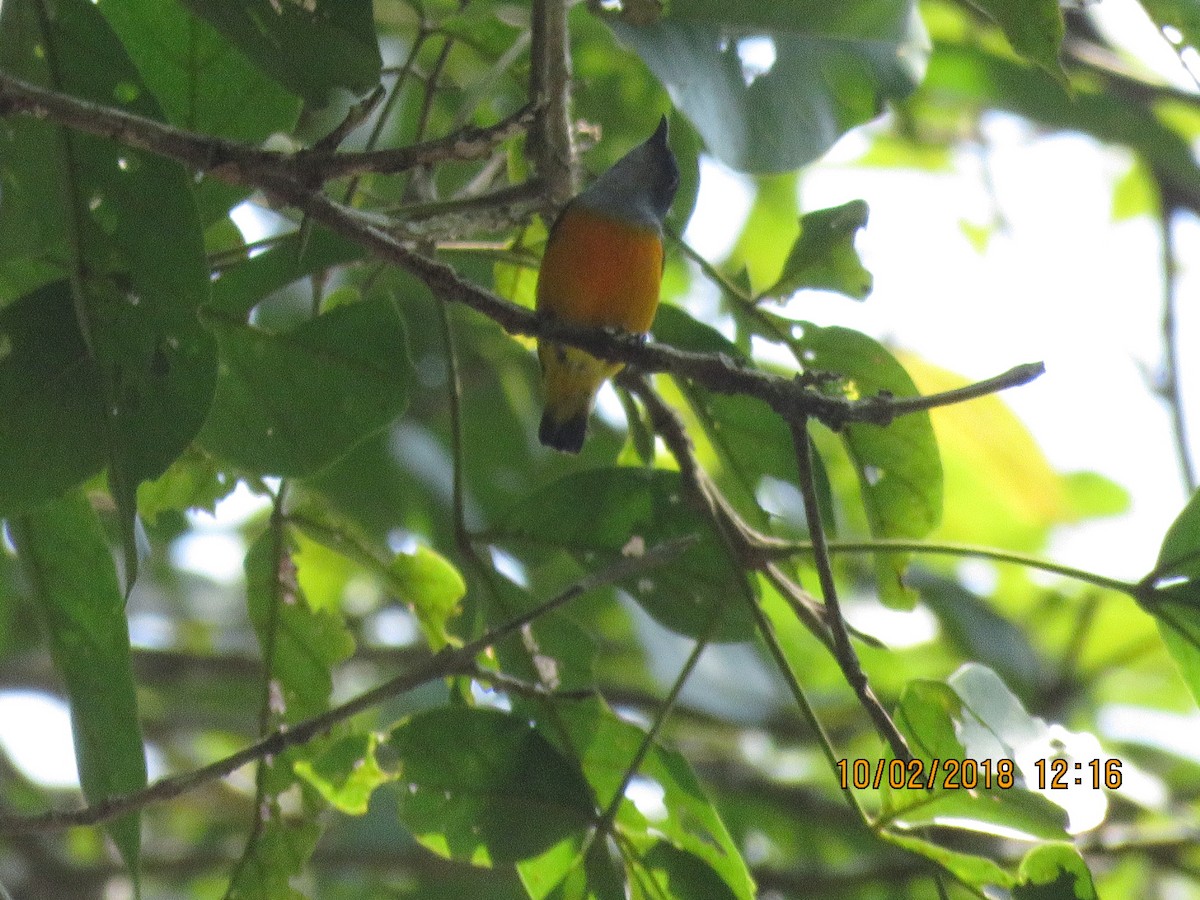Orange-bellied Flowerpecker - ML85323691