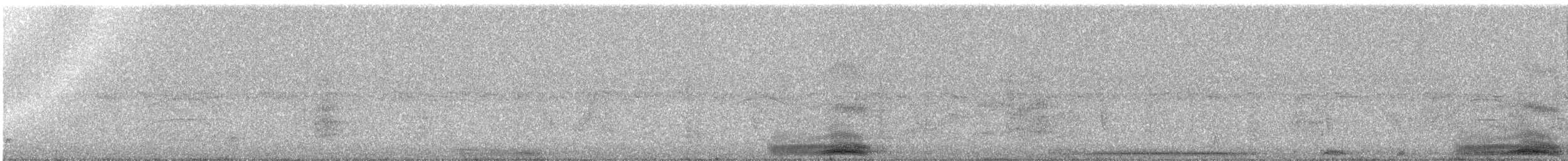 holub skvrnokřídlý - ML85323811