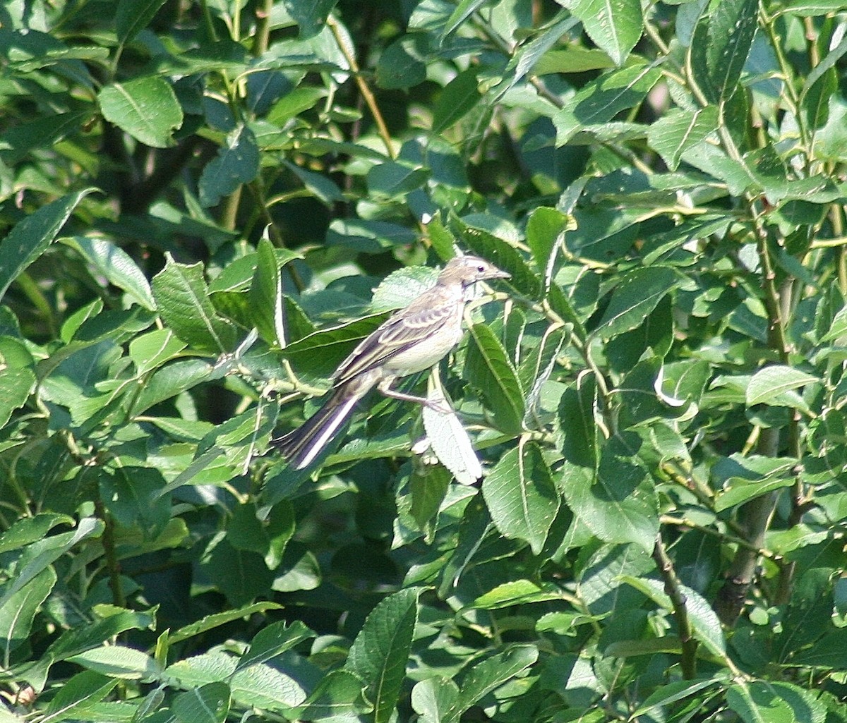 Tawny Pipit - ML85323861