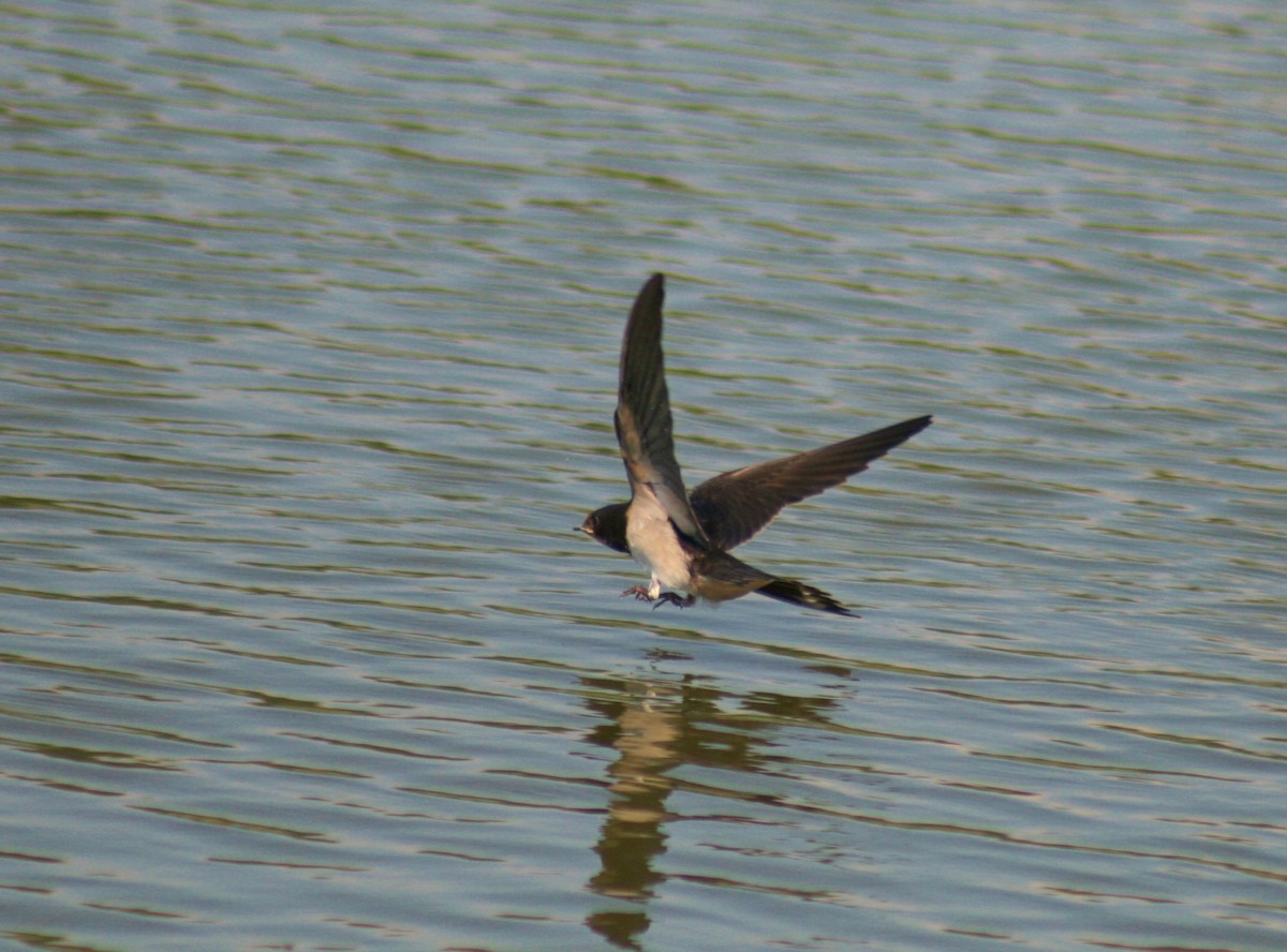 Barn Swallow (White-bellied) - ML85323901