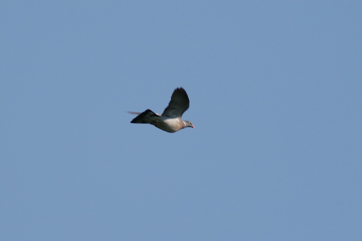 Common Wood-Pigeon - ML85323981