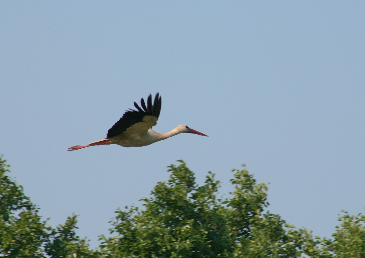 White Stork - ML85324011