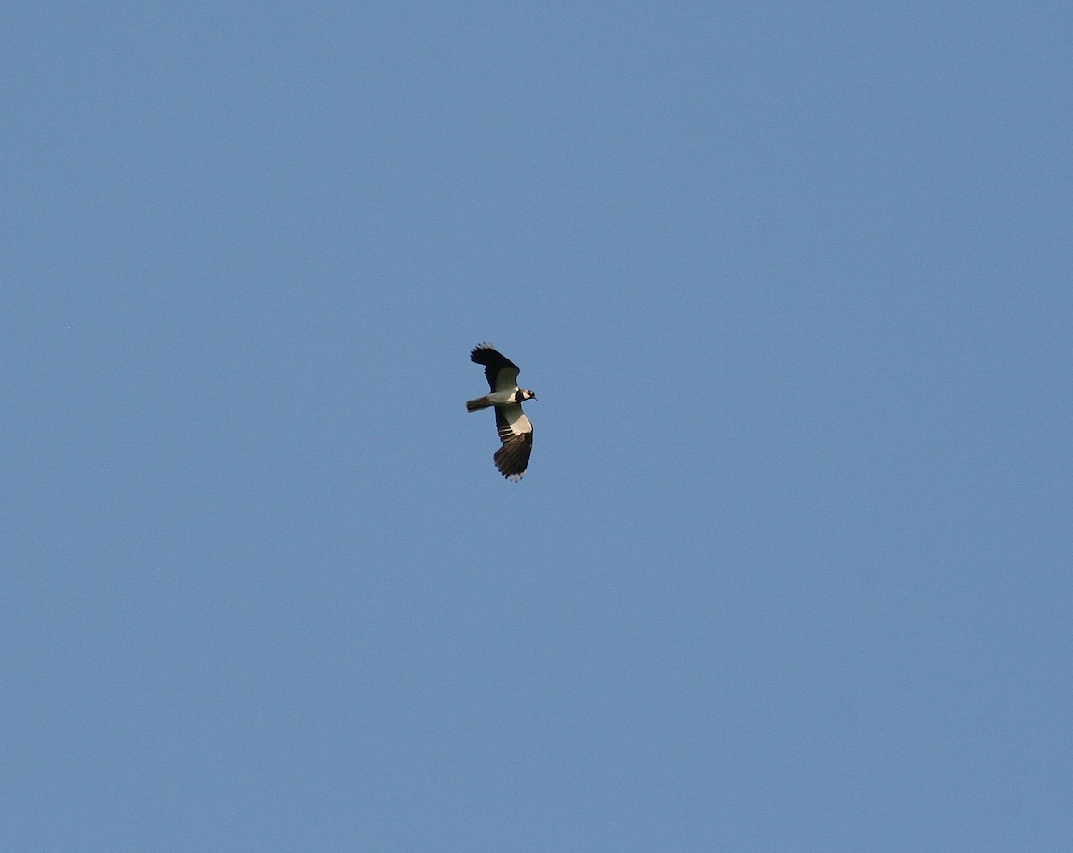 Northern Lapwing - ML85324021